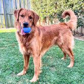 Squeak Ball (Chew & Retrieval Toy)-Dog Toy-Rover Pet Products